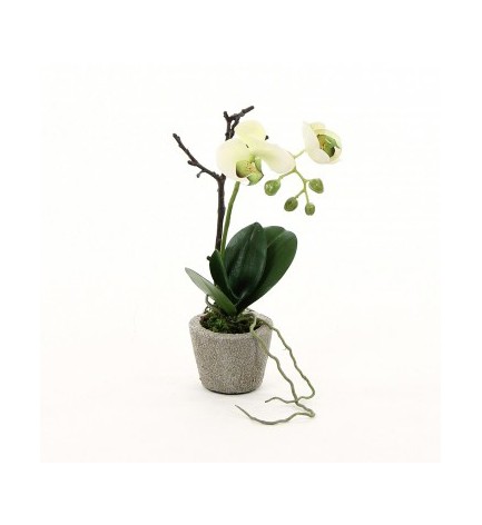 Compo orchidée phalaenopsis blanc