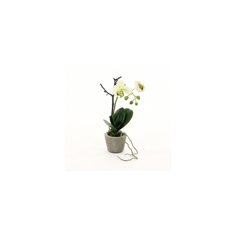Compo orchidée phalaenopsis blanc