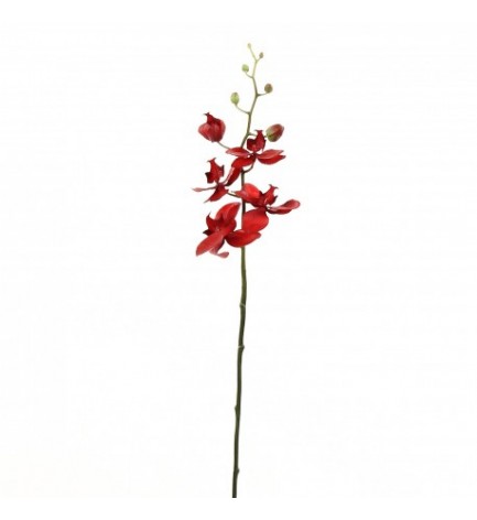 tige orchidée phalaenopsis rouge