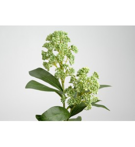 Tige Skimmia
