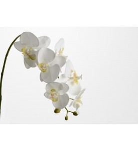 Tige Orchidée Doris
