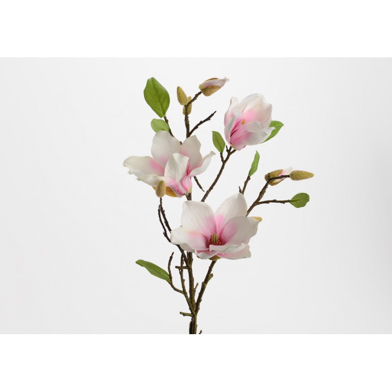 Tige Magnolia Liliflora